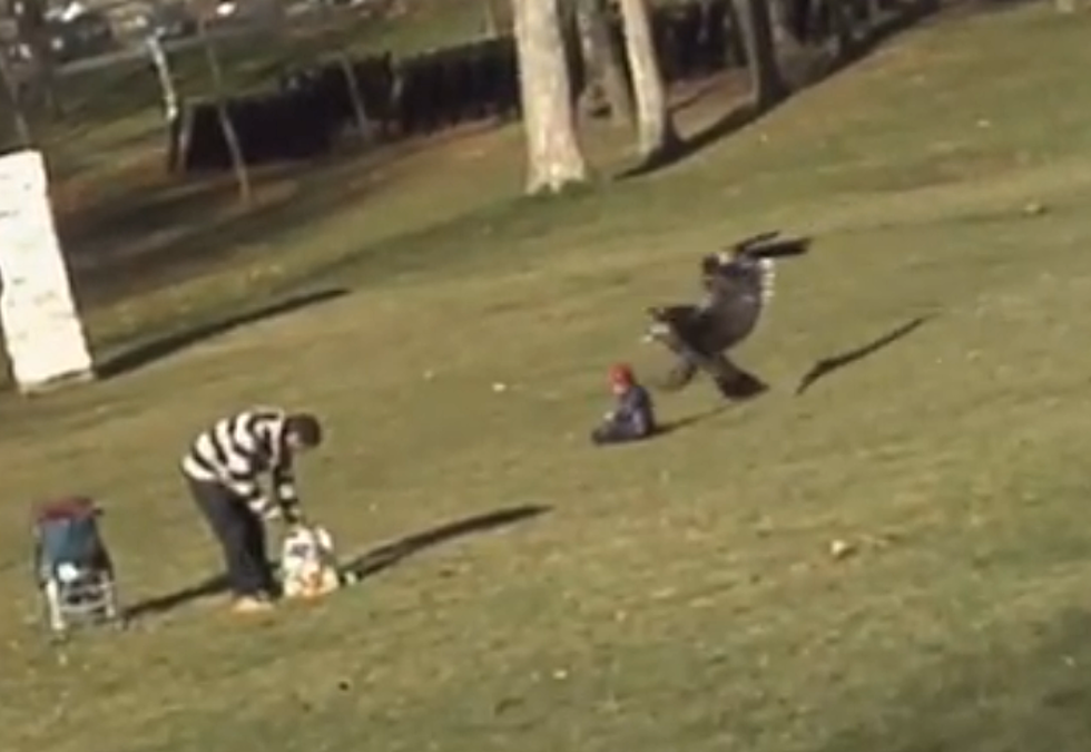 Golden Eagle Nearly Snatches Up Baby In Its Talons [VIDEO]