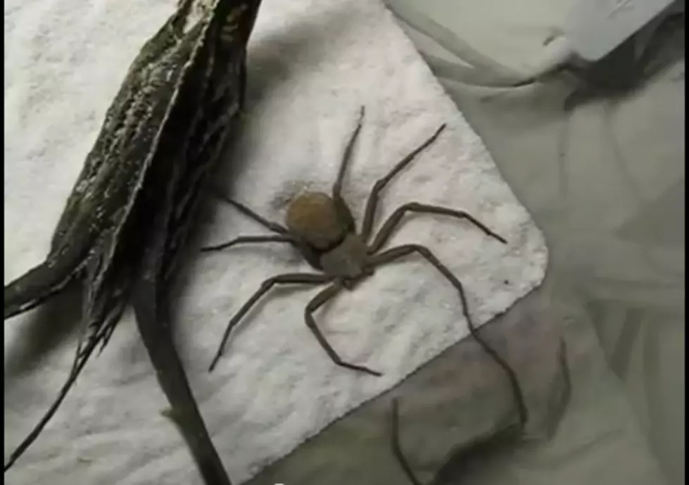 The Spider Who Couldn&#8217;t Hide [VIDEO]