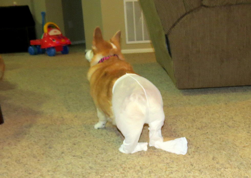 Corgis In Tights – Apparently The Internet Wants More Dogs In Pantyhose