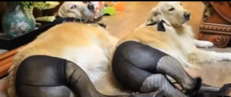 Dogs Wearing Pantyhose-A New Internet Sensation