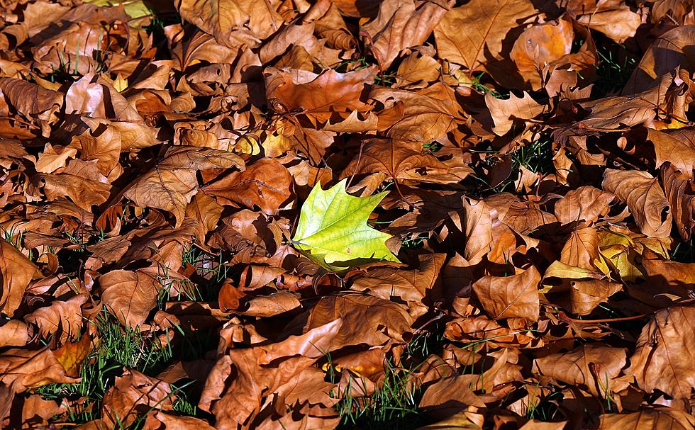 Fort Collins Leaf Exchange Program – Recycle Your Yard Waste