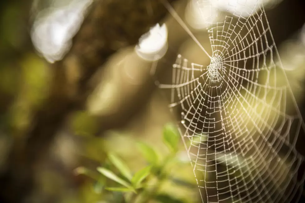 Brown Recluse Spider Home Invasion, A Look Into Colorado