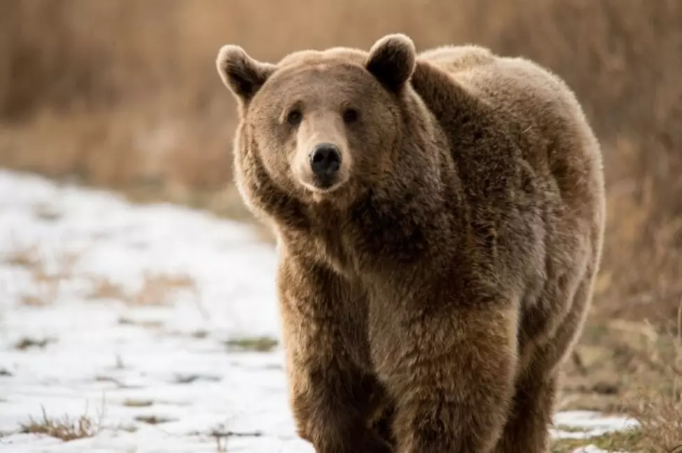 CSU Helps Rescue Grizzly Bear From Terrible Conditions [VIDEO]