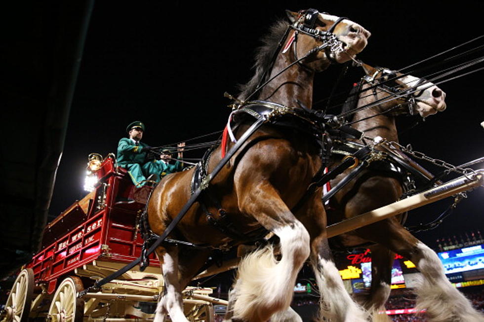Goldberg Visits the Budweiser Clydesdales in Fort Collins [VIDEO]