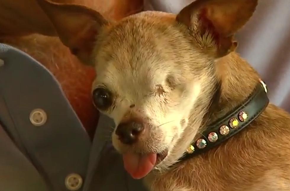 RIP Harley - Northern Colorado's Hero Dog Passes Away