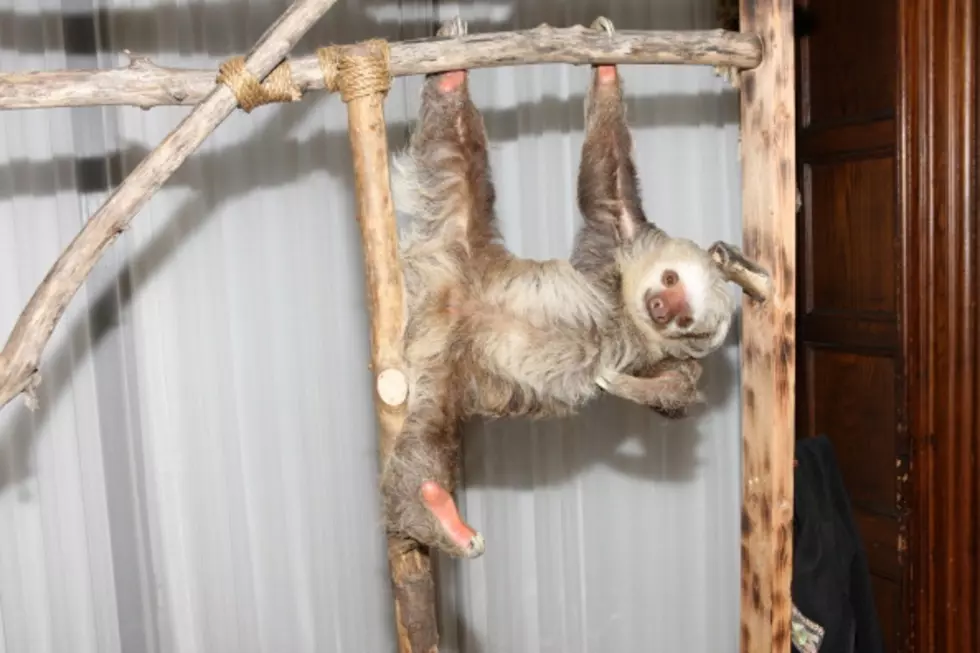 Sloth at Denver Aquarium Helps Man Propose to Girlfriend