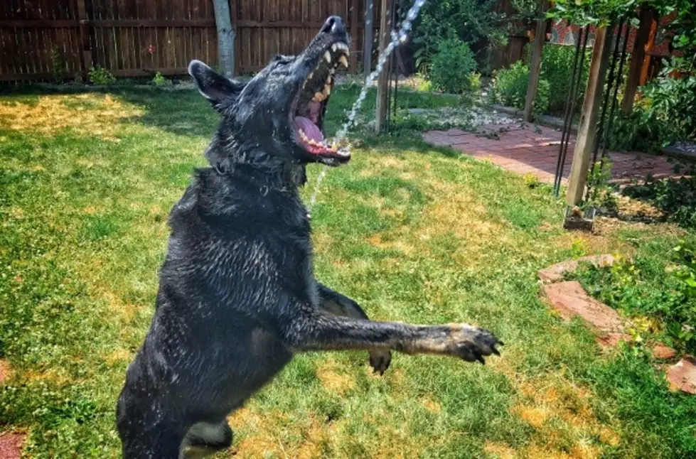 Dog + Hose = Happiness On a Hot Day