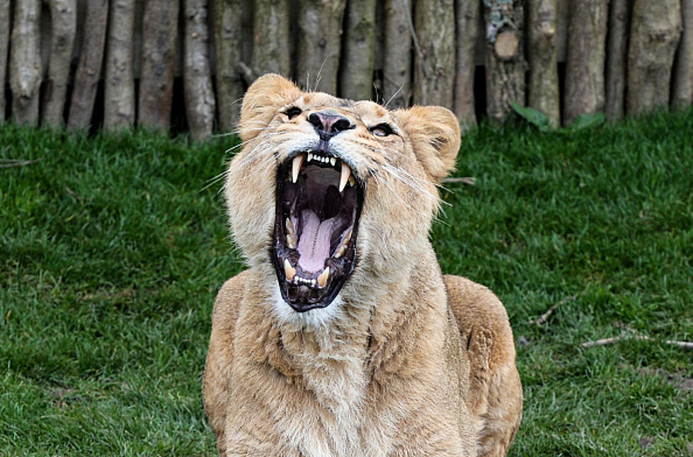 Lion in Colorado Zoo Goes After Little Girl [VIDEO]