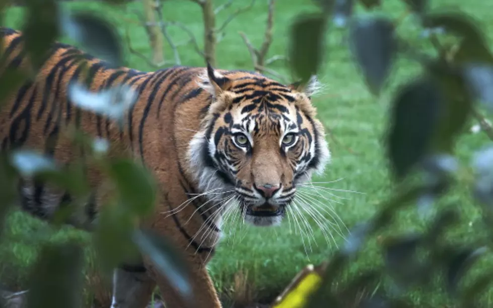 Mating Accident Leads to Tiger's Death at Colorado Zoo