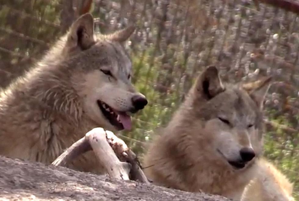 Meet the Wolves of Wolfwood Refuge at Hermit Park This Weekend