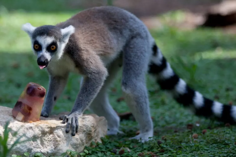What Happened to Oliver the Nederland Lemur?