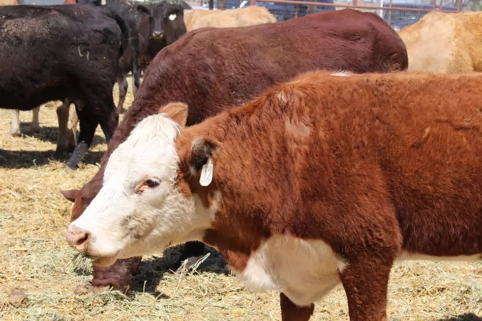 Reward Posted for Information on Person Killing Colorado Cattle