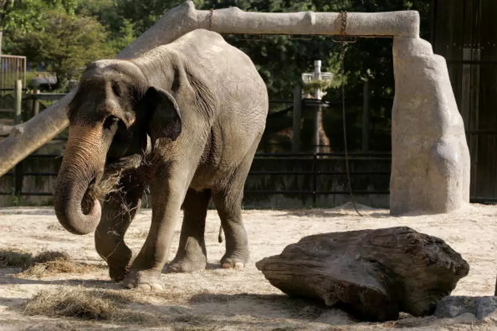 Denver Zoo Elephant Put on Hospice Care