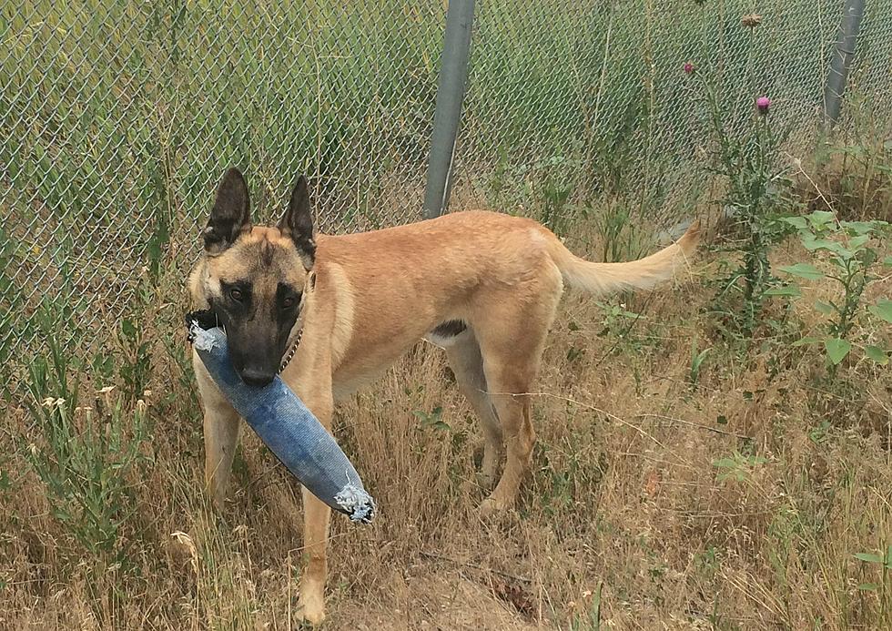 New K9 Joins Weld County Sheriff’s Office