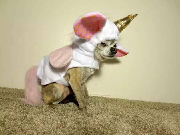 10 Cutest Halloween Costumes for Dogs