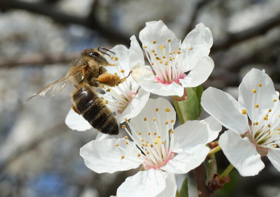 Coloradans Save the Bees