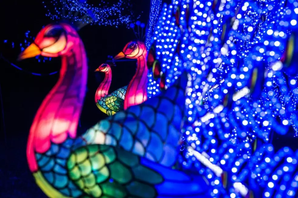 Illuminate the Holidays at Zoo Lights 2016 in Denver