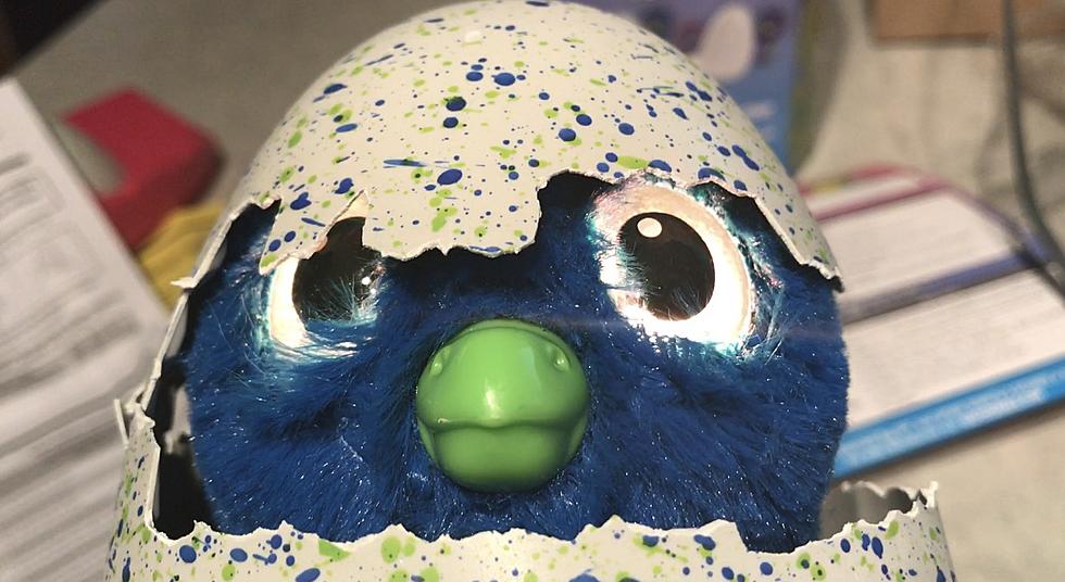 Hatchimals: Watch My Blue Draggle Hatch [VIDEO]