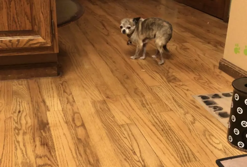 My Chihuahua Can’t Even With These Hatchimals [VIDEO]
