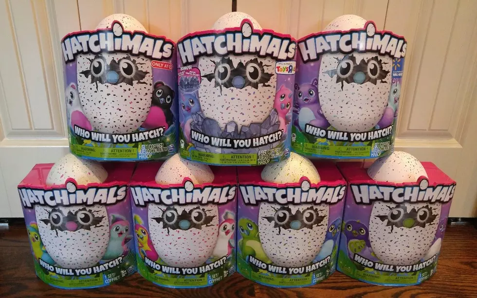 Hunting for Hatchimals: Where to Find Them in Northern Colorado