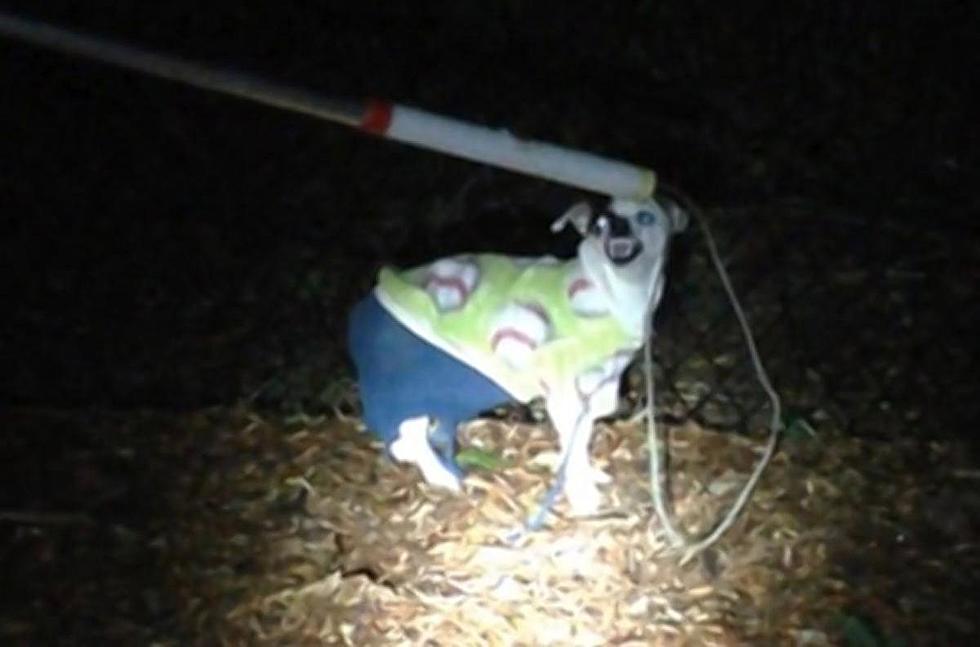 Are You the Owner of This Lost, Angry Chihuahua Wearing a Christmas Sweater and Blue Pants?