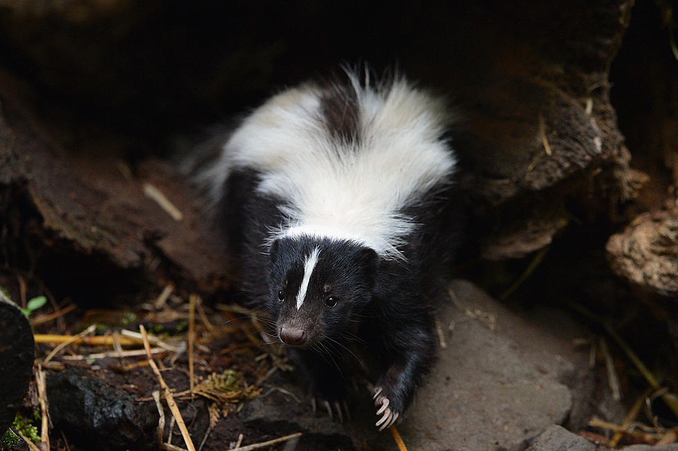 Larimer County Reports Steep Rise in Amount of Rabid Skunks