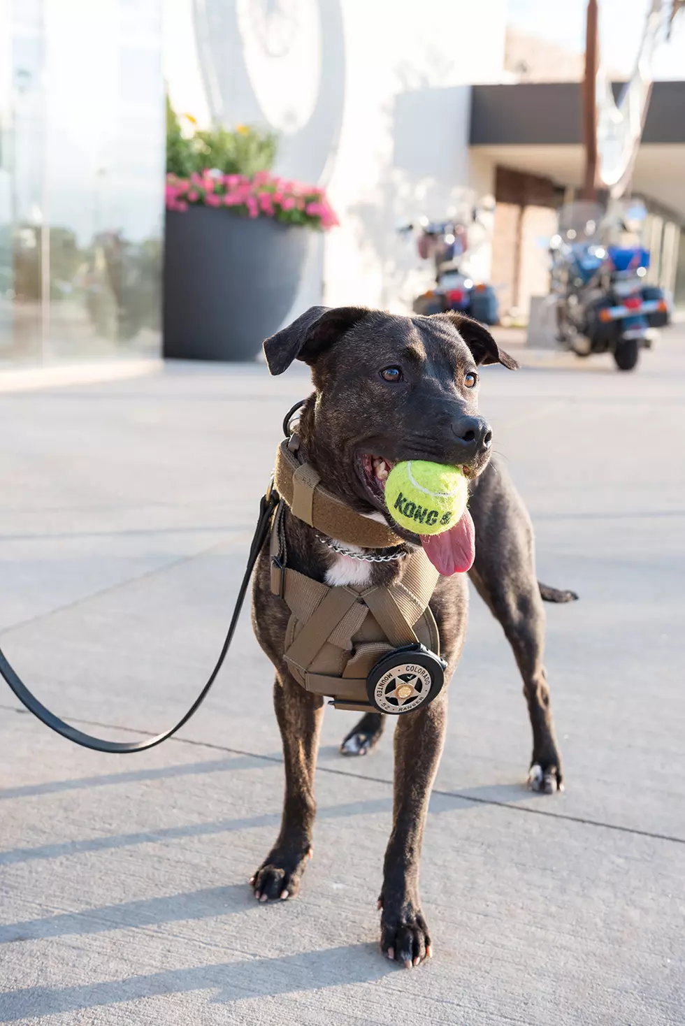 K9 Kara is the First-Ever Pit Bull Narcotics Dog in the State of Colorado