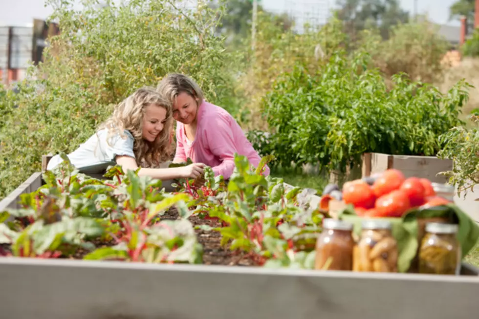 Grow Vegetables and Give Back With the Help of Colorado State University