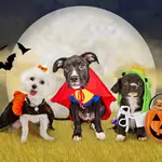 Weld County Humane Society Howl-O-Ween Party