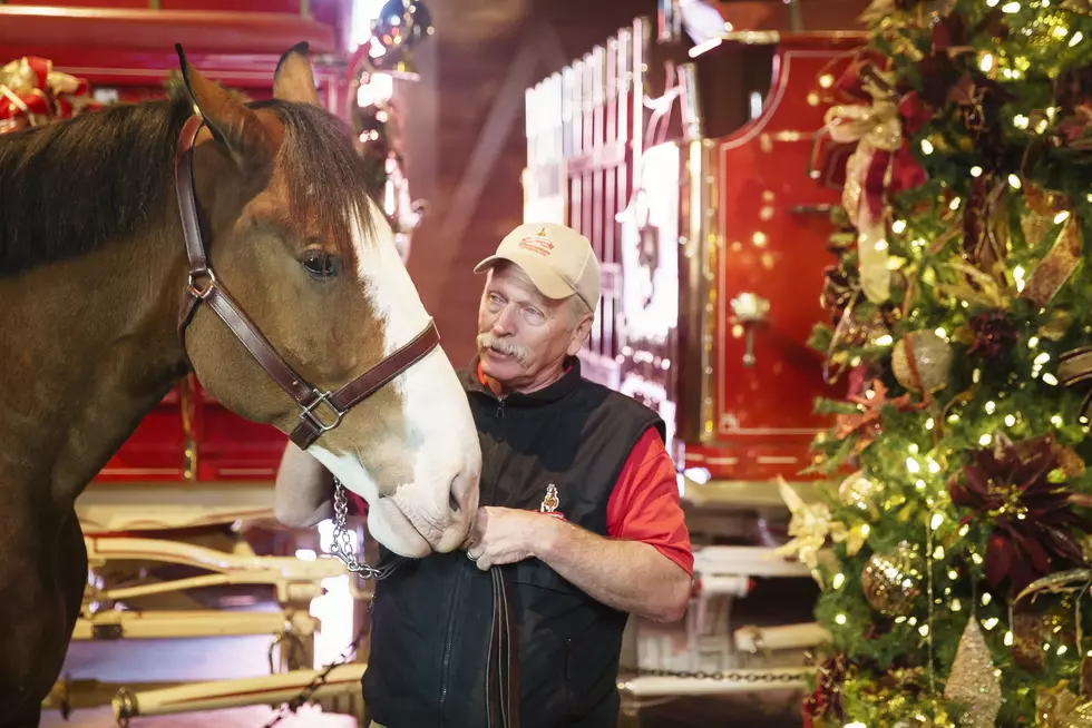 Budweiser Clydesdales to Kick Off Brewery Lights Opening Ceremony