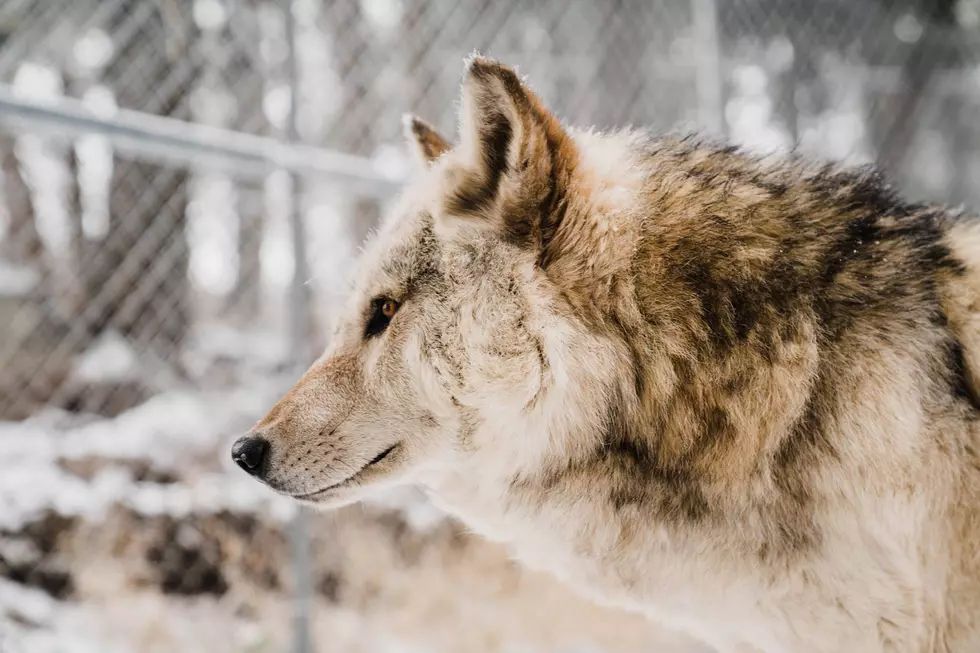 Colorado Wolf Sanctuary to Close This Month