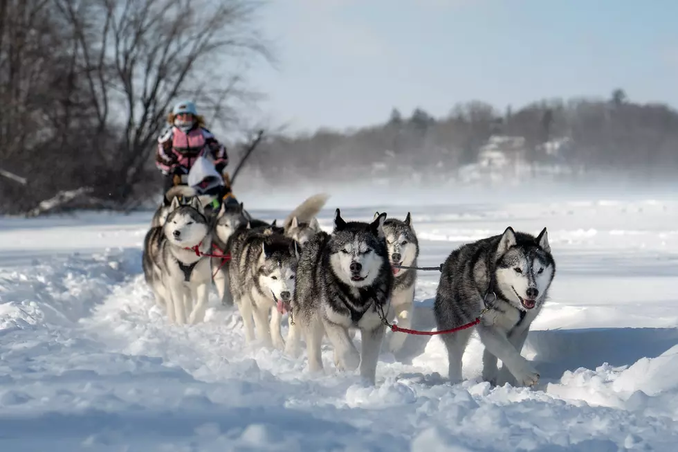 Colorado Man to Partake in 250-Mile Wyoming Dog Sled Race