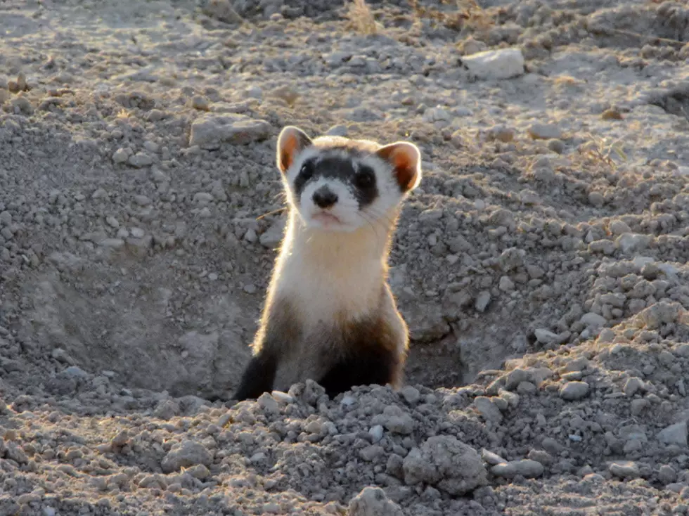 Colorado Working to Revive Once-Extinct Black-Footed Ferrets
