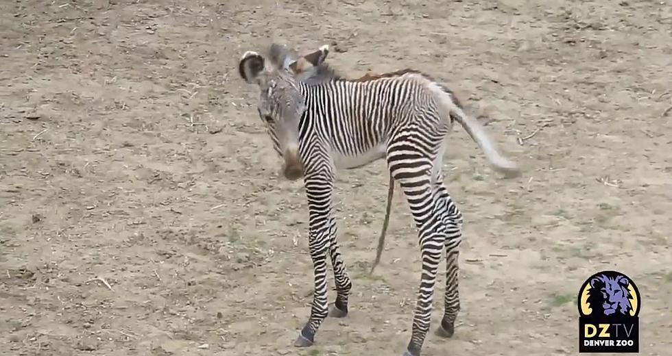 Denver Zoo Welcomes a New Baby Zebra