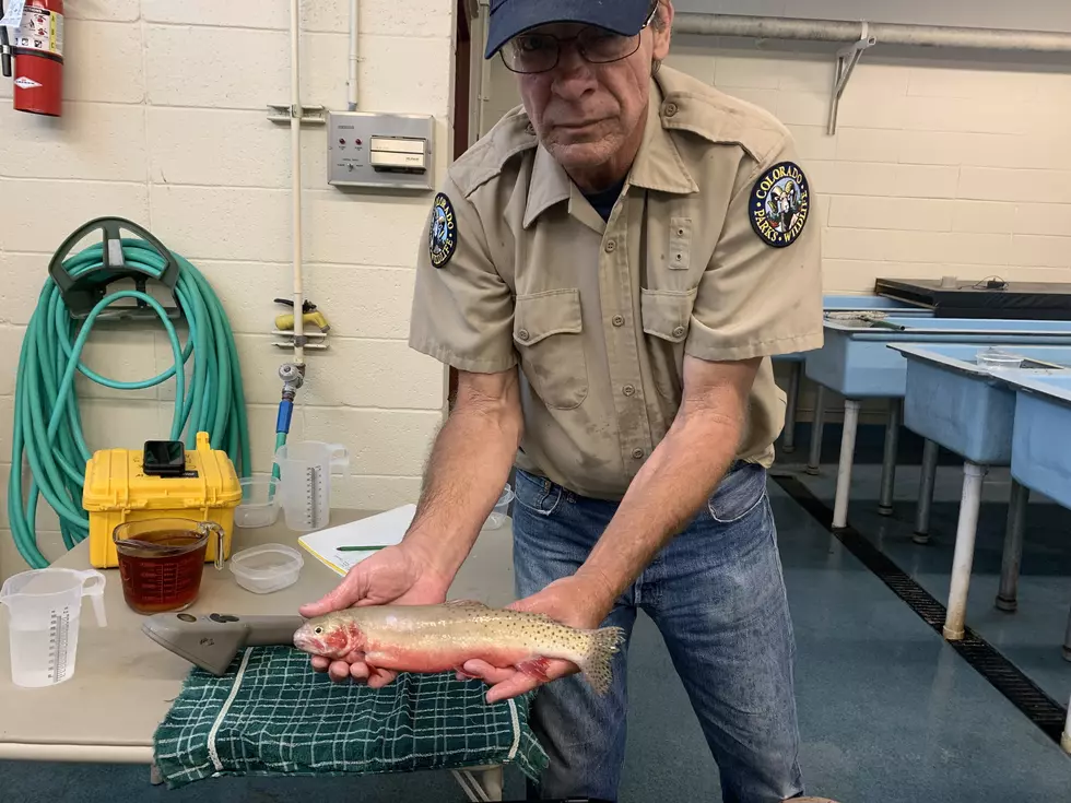 Colorado Parks & Wildlife Working to Restore Rare Cutthroat Trout