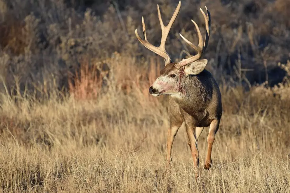 UW Study Looks At What Affects Mule Deer Births