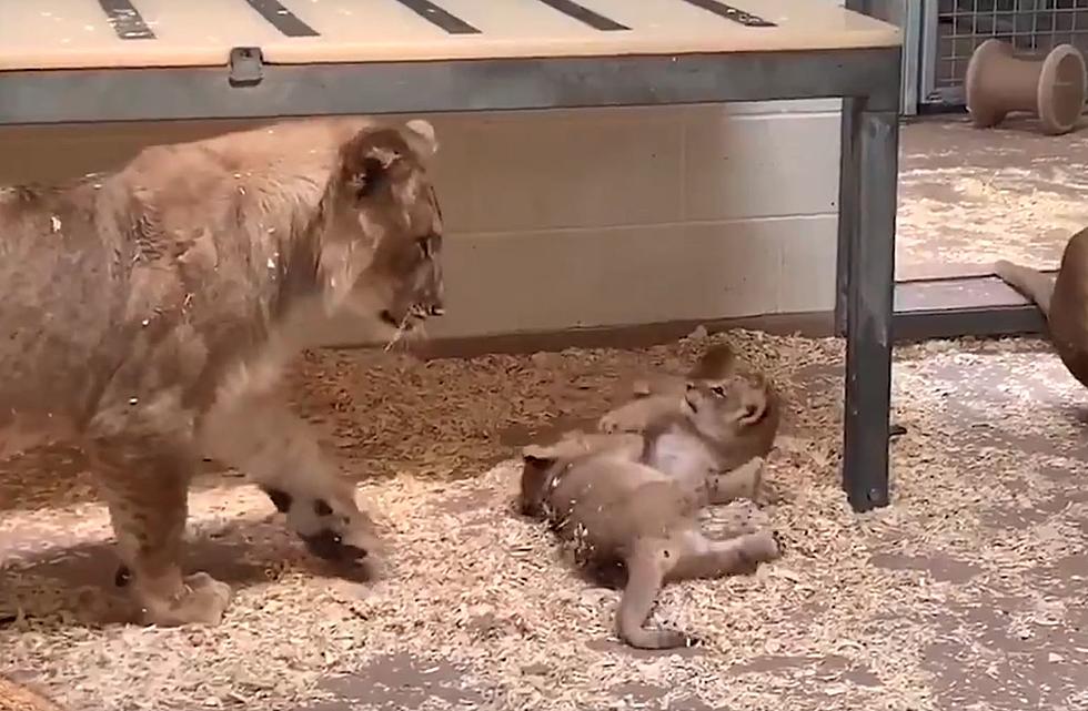 Denver Zoo Shares Adorable Video of Lion Cubs Playing