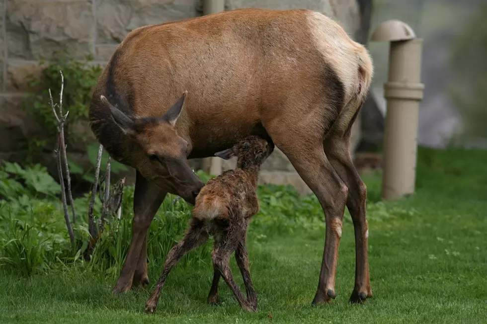 Morey Wildlife Reserve Closes to Protect Elk During Calving Season