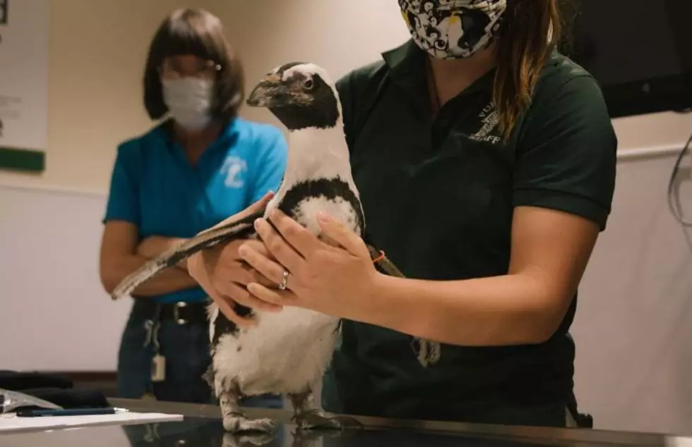 CSU Gives An Update on Penguins Treated For Cataracts