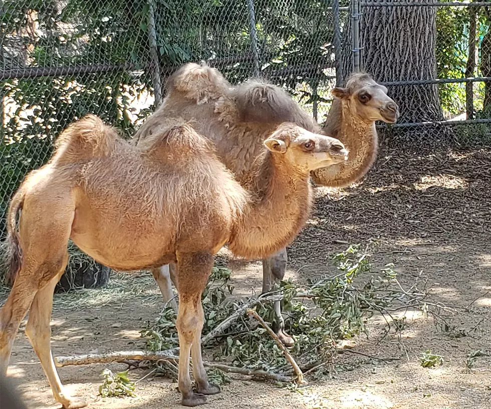 Denver Zoo Welcomes Baby Camels, Kudu