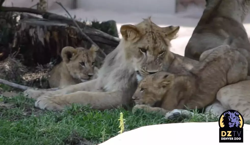 Already?! Denver Zoo Lion Cubs Now Big Enough for Main Yard