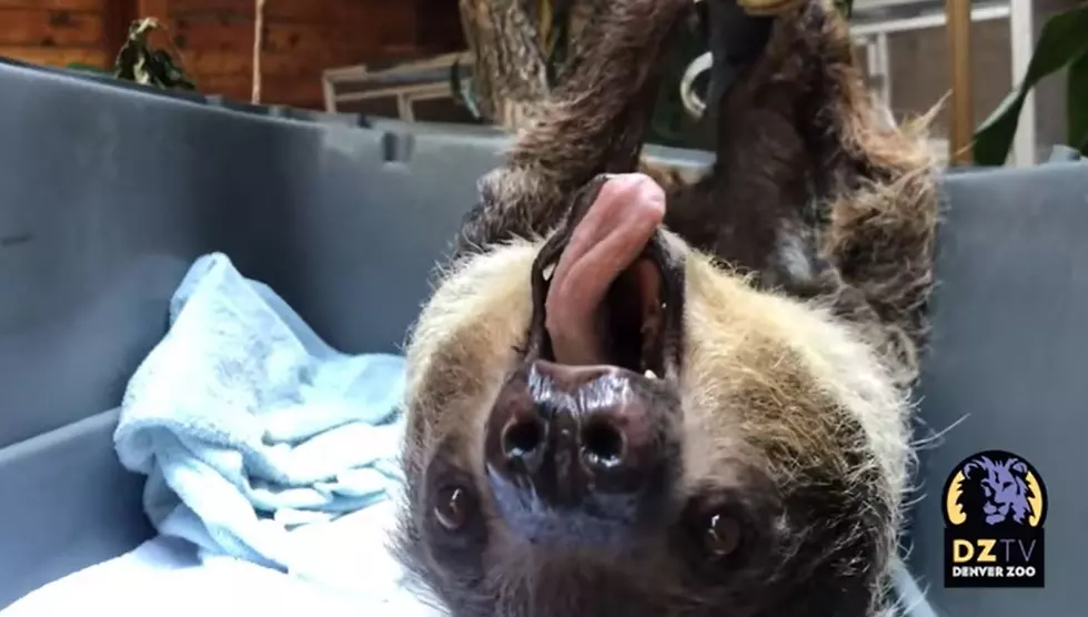 It’s International Sloth Day, and the Denver Zoo Is Celebrating