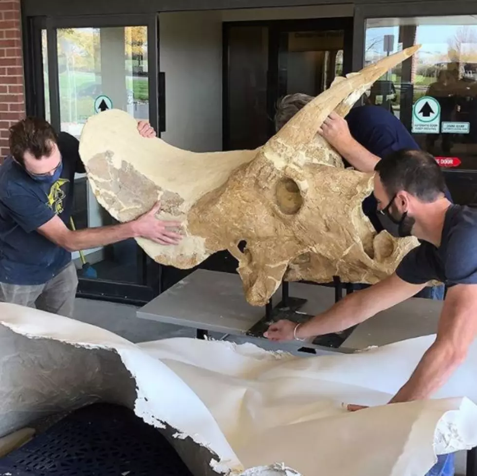 Weld County Fossil Finds New Home at Denver Museum of Nature & Science