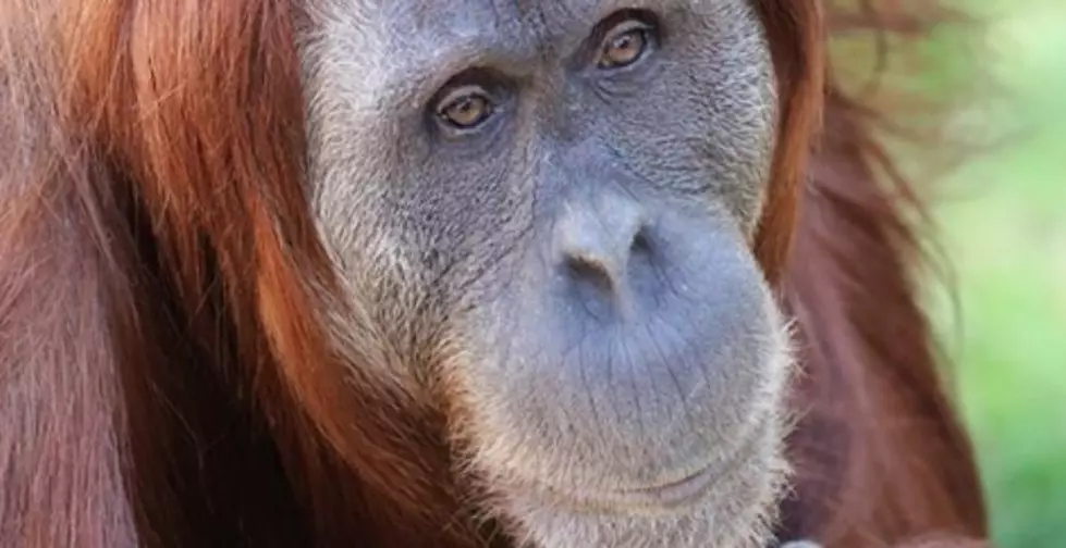 2020 Strikes Again: Denver Zoo Orangutan Matriarch Has Died