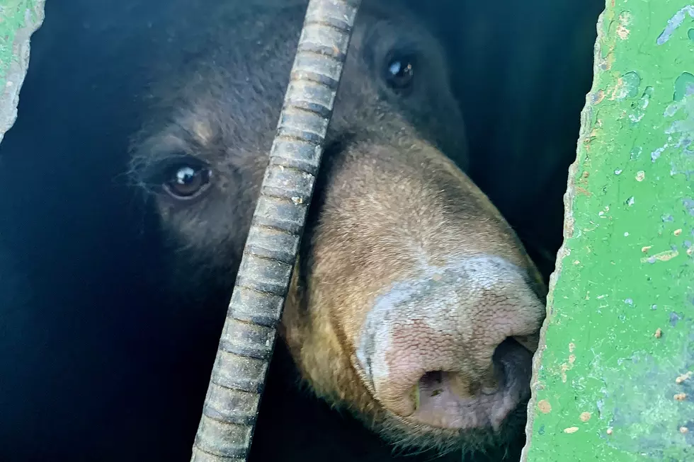 Colorado Parks &#038; Wildlife Releases Rescued, Malnourished Bear Back Into Wild