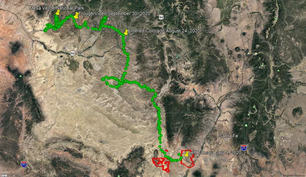 Mountain Lion traveled 558 miles to Colorado National Park