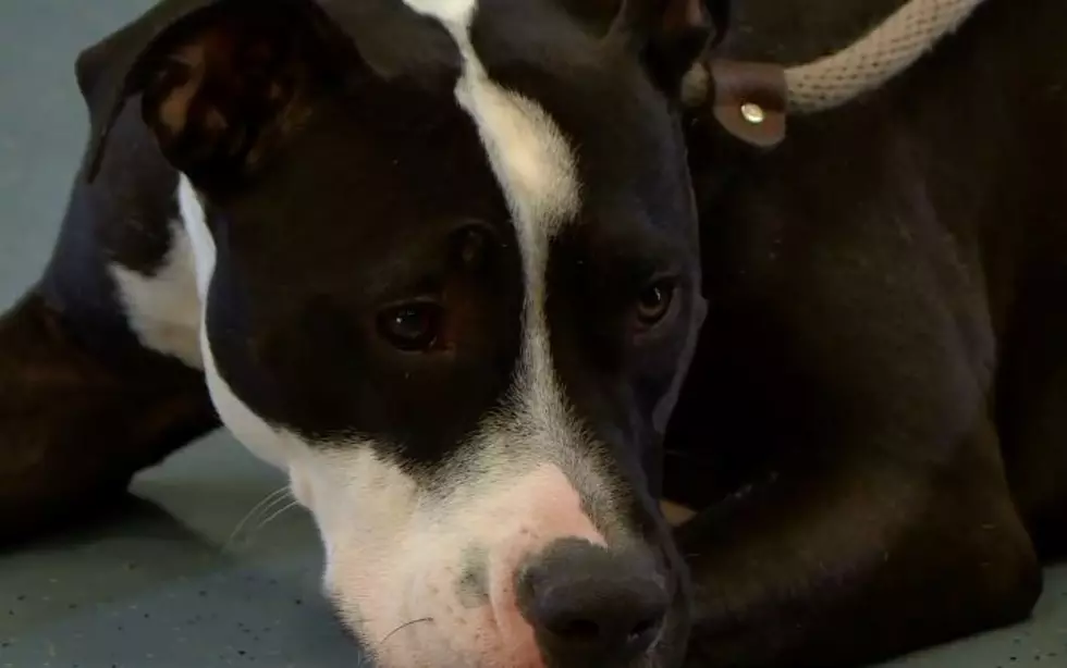 Penguin Will Be First Adoptable Pit Bull in Denver In 30 Years