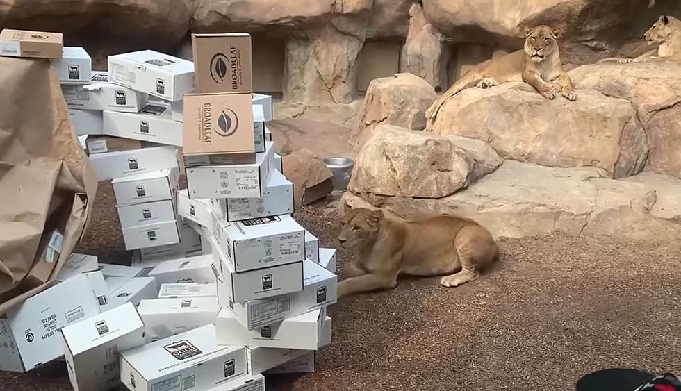 Lions Have Fun at Denver Zoo Ripping Open Meat Boxes