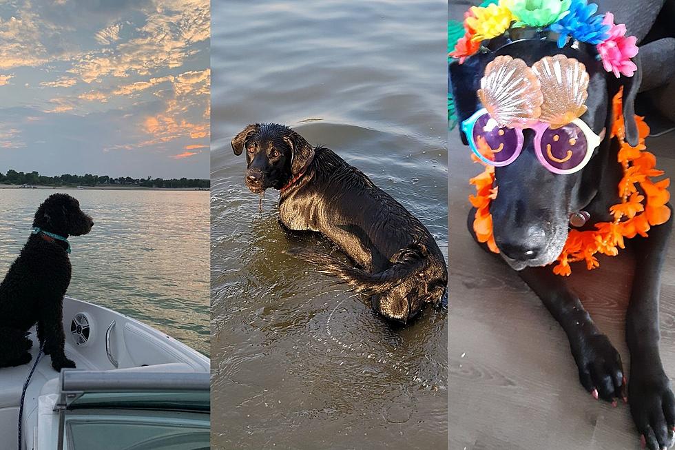 VOTE For Your Favorite ‘Hot Dog’ Summer Pup: My Dog Rox