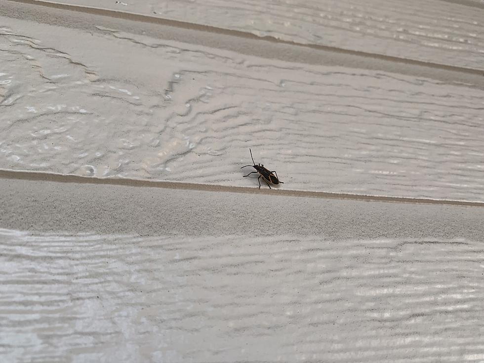 What Are These Black And Red Bugs Taking Over Fort Collins?